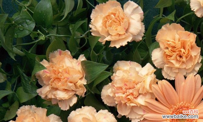 静谧的薰衣草花园中 晚安花语