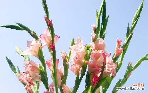 天使的爱与守护 以白玫瑰的花语为主题的文章