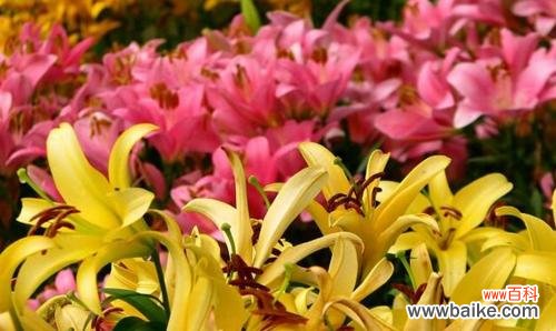 康乃馨传递温暖家庭情谊的美丽花语 团圆美满的花语——康乃馨