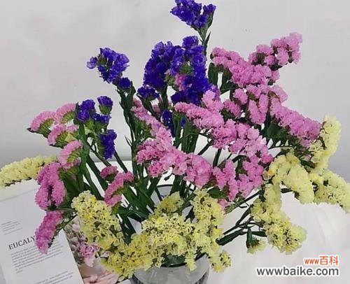 忘情花语探索及其象征意义解读 忘记我——以忘情花为主题的花语探索