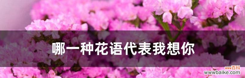 忘情花语探索及其象征意义解读 忘记我——以忘情花为主题的花语探索