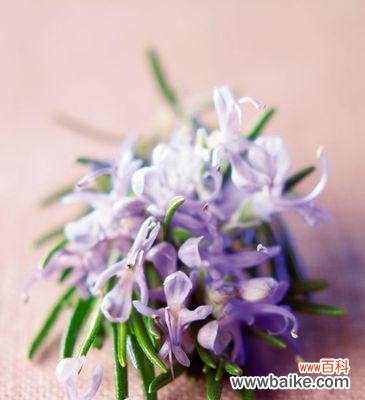 忘情花语探索及其象征意义解读 忘记我——以忘情花为主题的花语探索