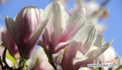 康乃馨花语揭示的四个 用康乃馨花语挽回爱情的艺术