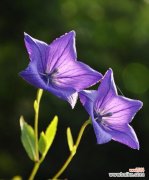 康乃馨花语揭示的四个 用康乃馨花语挽回爱情的艺术