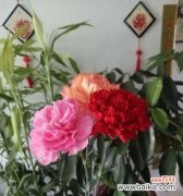 以什么花的花语表达我爱你的深情 花语告白之我爱你