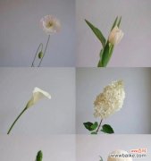 唯美绽放、沉静如水 温柔之花