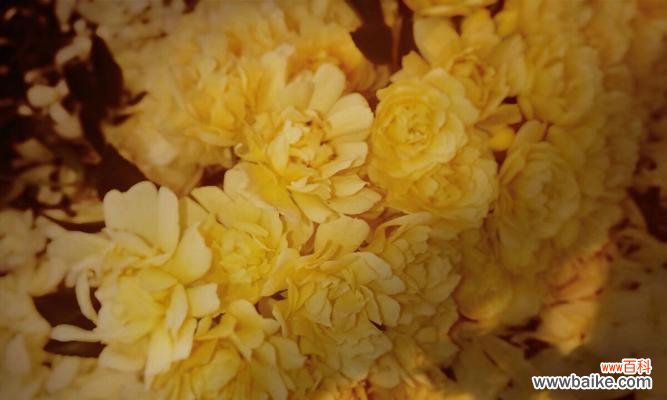 以玫瑰花为主题 无情之花——玫瑰的花语