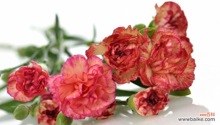 以什么花的花语表达我对你的思念 思念之花——我想你了