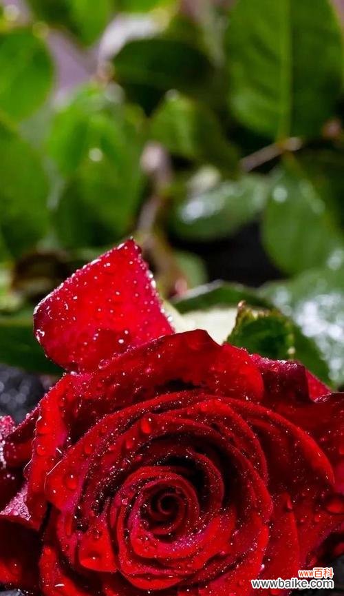 传递爱意的花语与心意 以玫瑰花的花语为主题的《思念之情》