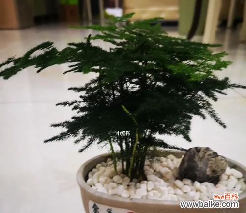 一盆文竹 文竹盆栽