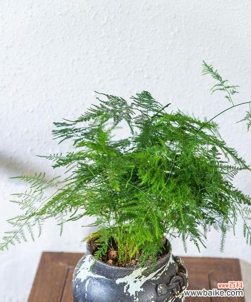 一盆文竹 文竹盆栽