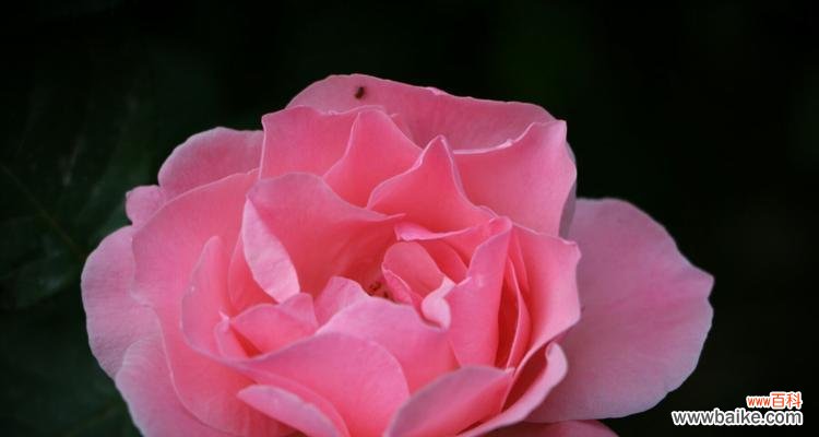 菊花的花语及其对人们的启示 以菊花为主题的花语传递希望
