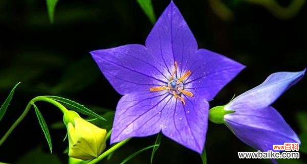 菊花的花语及其对人们的启示 以菊花为主题的花语传递希望