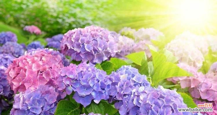 菊花的花语及其对人们的启示 以菊花为主题的花语传递希望