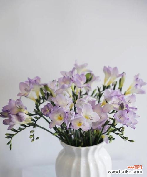 菊花的花语与生活态度 无所谓——以菊花的花语为主题