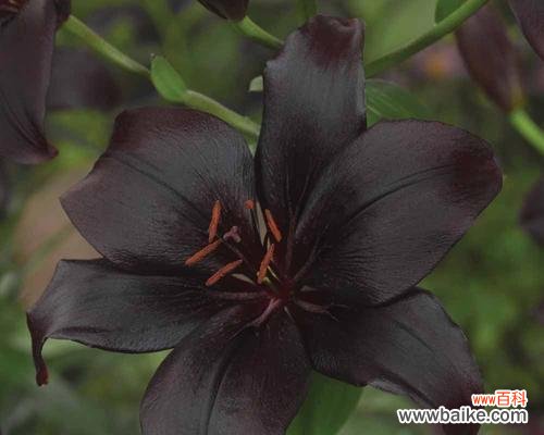 菊花的花语与生活态度 无所谓——以菊花的花语为主题