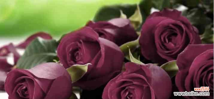 菊花的花语与生活态度 无所谓——以菊花的花语为主题