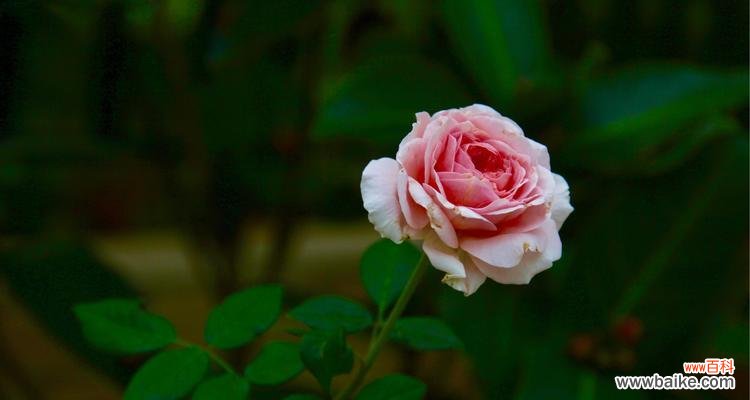 绽放真爱的花朵与情感告白 用百合的花语表达喜欢你