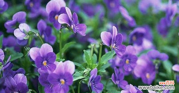 深入解读玫瑰花语 以玫瑰花的花语为主题的文章