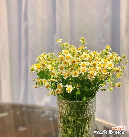 用向日葵的花语祝愿你笑逐颜开 以向日葵的花语为希望你开心