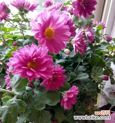 用向日葵的花语祝愿你笑逐颜开 以向日葵的花语为希望你开心