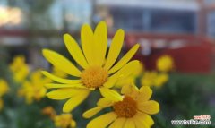 唤醒内心的阳光力量 向阳而生——以向日葵的花语为主题的文章