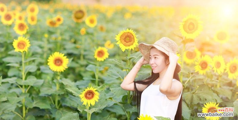 唤醒内心的阳光力量 向阳而生——以向日葵的花语为主题的文章