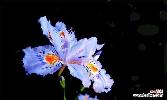 探寻花卉世界中寄托思念的种子 想念你的花语——以什么花的花语是想念你