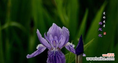 探寻花卉世界中寄托思念的种子 想念你的花语——以什么花的花语是想念你
