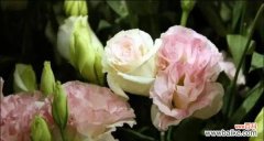 以什么花的花语是想念爱人 爱之花开，思念飘香