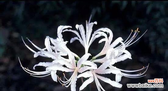 探寻以什么花的花语代表着思念 花语中的思念之花