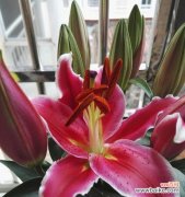 探寻以什么花的花语代表着思念 花语中的思念之花