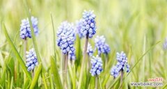 康乃馨 相思之花