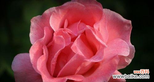 以康乃馨为代表的花语揭示幸福的秘密 幸福花——向世界传递幸福的花语