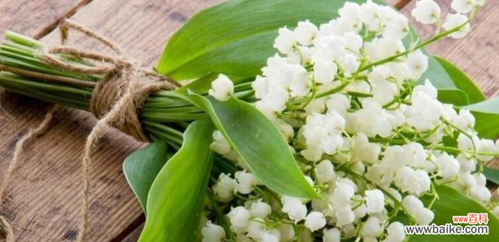 以康乃馨为代表的花语揭示幸福的秘密 幸福花——向世界传递幸福的花语