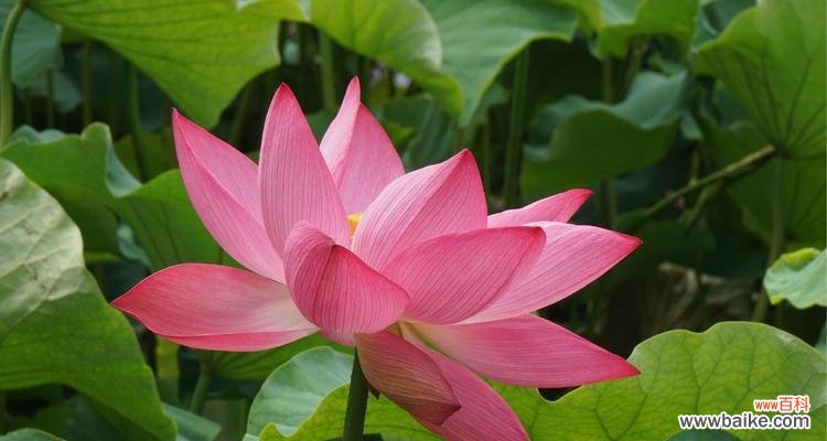 探索信仰的奥秘 以百合花为主题的信仰之旅