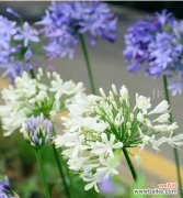 牡丹的花语探索及其象征的信任 信任的花语