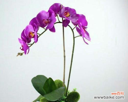 借助牡丹花的花语实现心愿 以牡丹花的花语心想事成