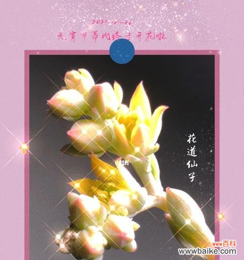 借助牡丹花的花语实现心愿 以牡丹花的花语心想事成