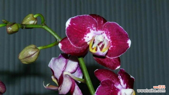 借助牡丹花的花语实现心愿 以牡丹花的花语心想事成