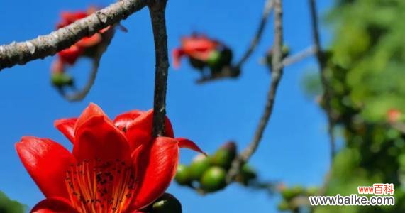 揭秘花语中的英雄主题及其中的代表性花朵 英雄之花