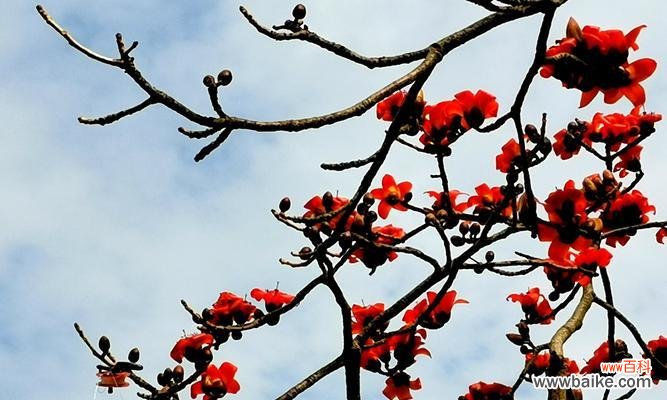 揭秘花语中的英雄主题及其中的代表性花朵 英雄之花