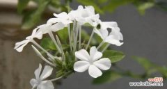 缘起于花 一见钟情——以牡丹花为主题的花语