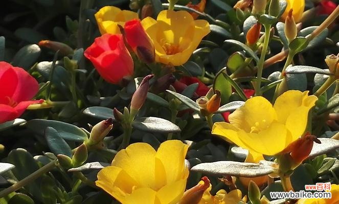 探索以太阳为主题的花朵的魅力 阳光花语——璀璨夺目的花朵