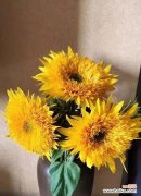 探索以太阳为主题的花朵的魅力 阳光花语——璀璨夺目的花朵