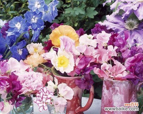 传递爱的使者——玫瑰花的不朽情感 永恒的爱——玫瑰花的花语