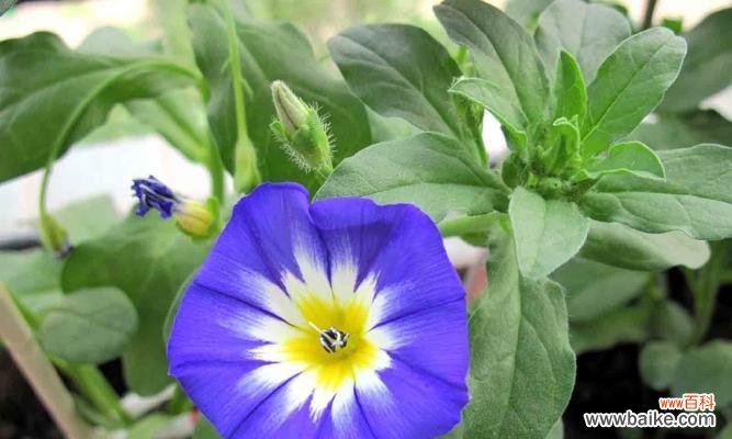 探究玫瑰花背后所蕴含的永恒主题 永恒之花——玫瑰花语的深意