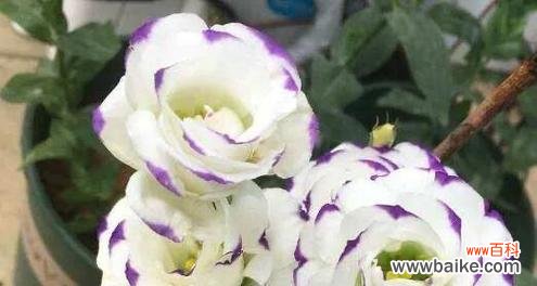 探究玫瑰花背后所蕴含的永恒主题 永恒之花——玫瑰花语的深意