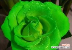 以菊花为代表的永不再见之意 永不再见，情意终结的花语