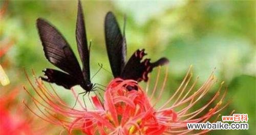 以菊花为代表的永不再见之意 永不再见，情意终结的花语